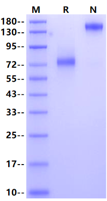 NGFR/TNFRSF16 Fc Chimera Protein, Human
