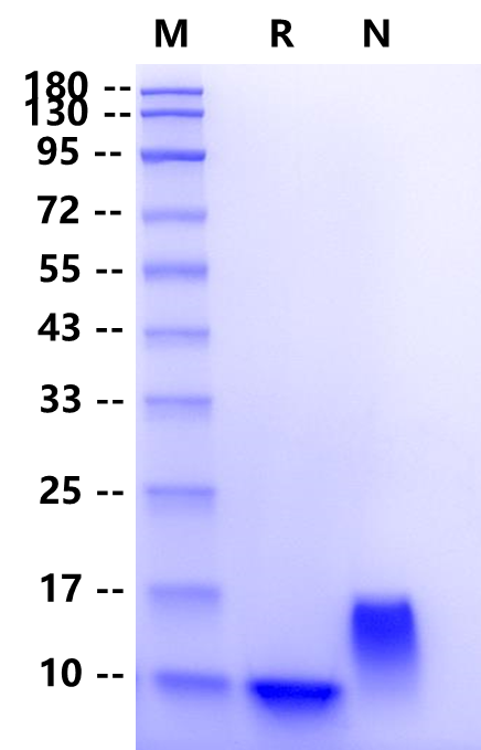 Fractalkine/CX3CL1 Protein, Human