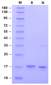 Human TNF-α Standard for Quantitive Assays