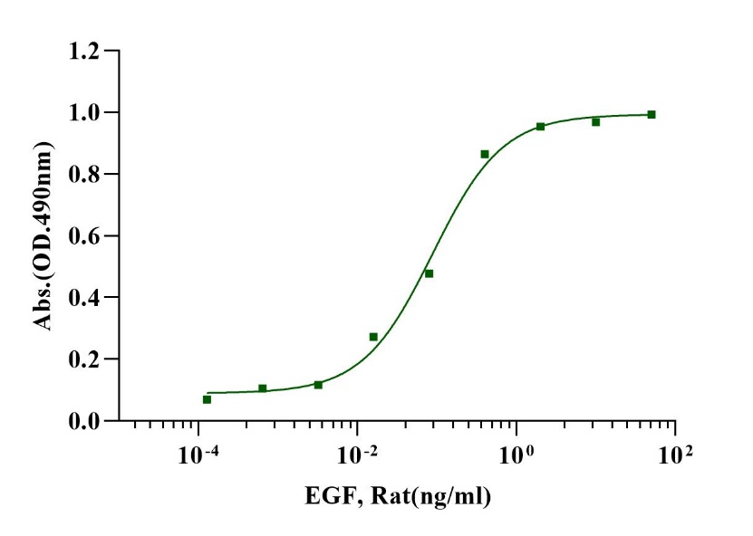EGF Protein, Rat