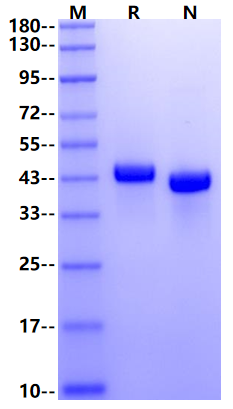 Biotinylated Nectin-4 His&Avi Tag Protein, Cynomolgus