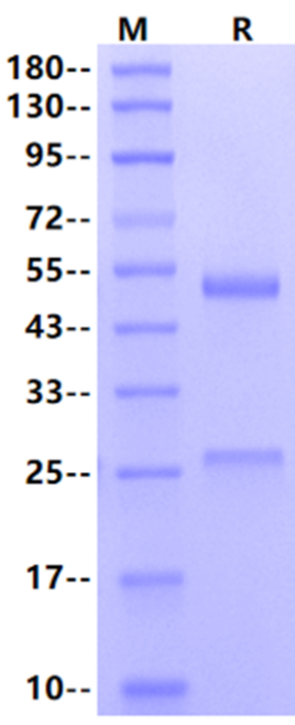 Nimacimab