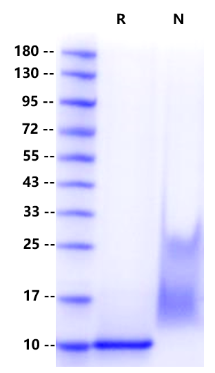 CCL14a/HCC-1(66aa) Protein, Human