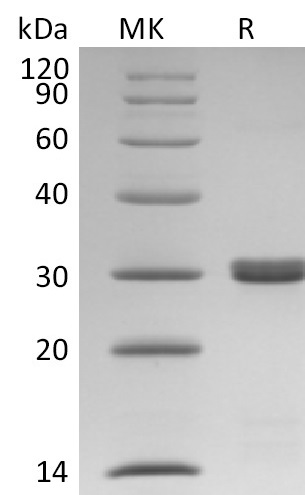 Bcl-xL His Tag Protein, Human