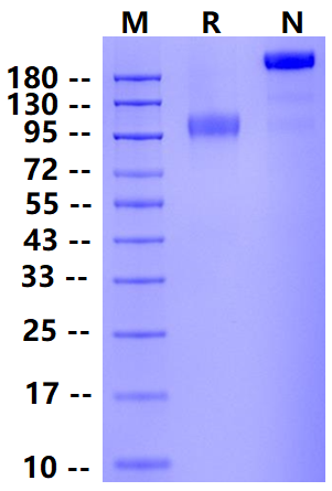 Biotinylated SIRP-α/CD172A Fc&Avi Tag Protein, Mouse