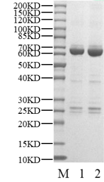 CDK13 Protein, Human