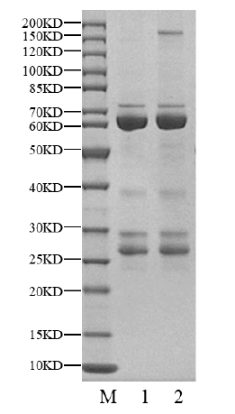 USP46 Protein