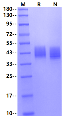 MSLN His Tag Protein, Cynomolgus