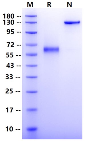 Biotinylated Siglec-15 Fc&Avi Tag Protein, Human