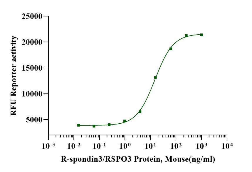 R-spondin3/RSPO3 Protein, Mouse