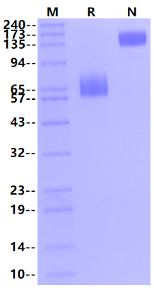 2B4/CD244/SLAMF4 Fc Chimera Protein, Mouse