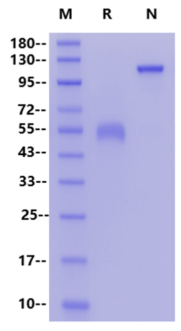 CD40 Fc Chimera Protein, Human