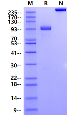 Endoglin/CD105 Fc Chimera Protein, Human