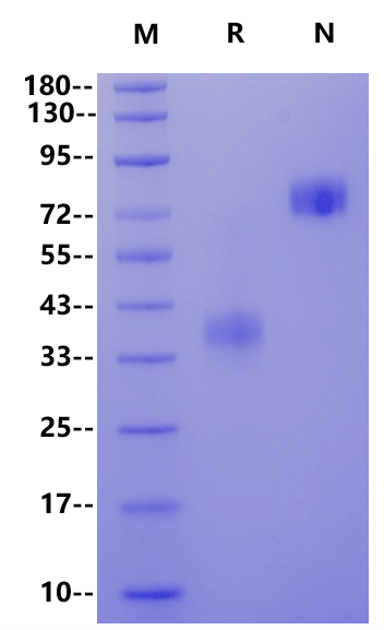 CD52 Fc Chimera Protein, Human