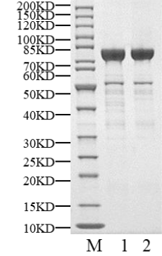 PKNg Protein, Human