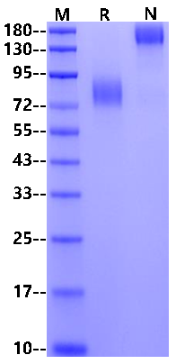CD30/TNFRSF8 Fc Chimera Protein, Mouse