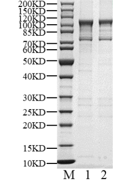 SCYL3 His&GST Tag Protein, Human