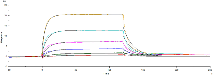 Fc γ RIV/CD16-2 His Tag Protein, Mouse