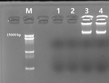 phi29 DNA Polymerase