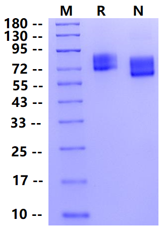 Biotinylated ICAM-1/CD54 His&Avi Tag Protein, Mouse