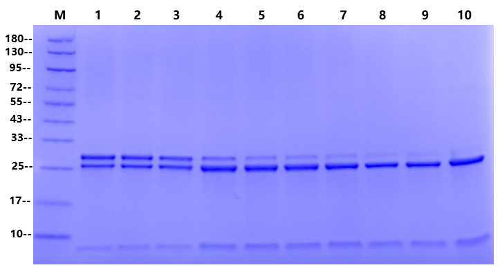 HRV 3C Protease
