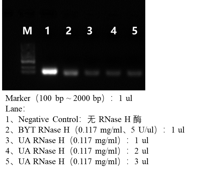 RNase H