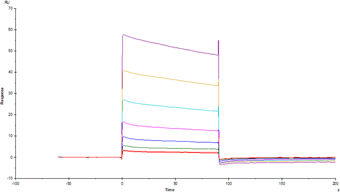 Fc γ RIIA/CD32a His Tag Protein, Cynomolgus