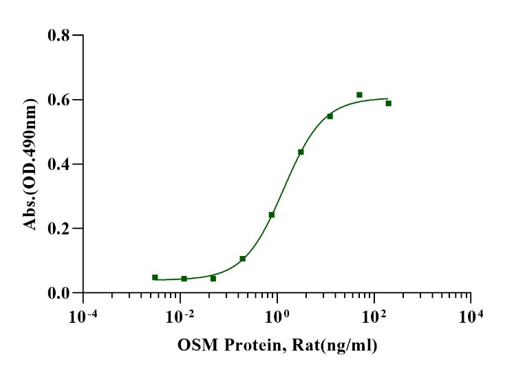 OSM Protein, Rat