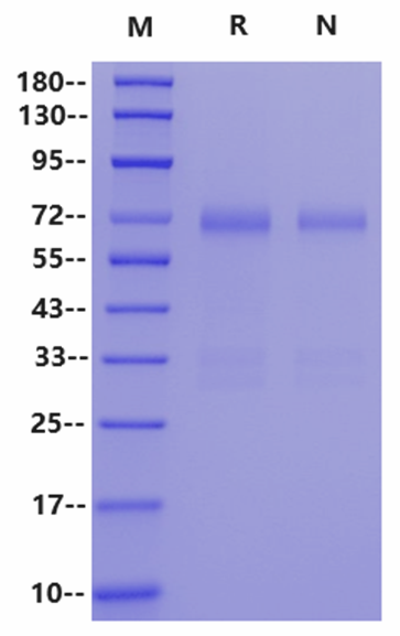 ANGPTL3 His Tag Protein, Human
