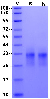 NKG2D/CD314 His Tag Protein, Human