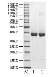 JNK1 (L208I, V219I, C220K, H221G, K222G, I223V, 
R228T, Y230H) Protein, Human