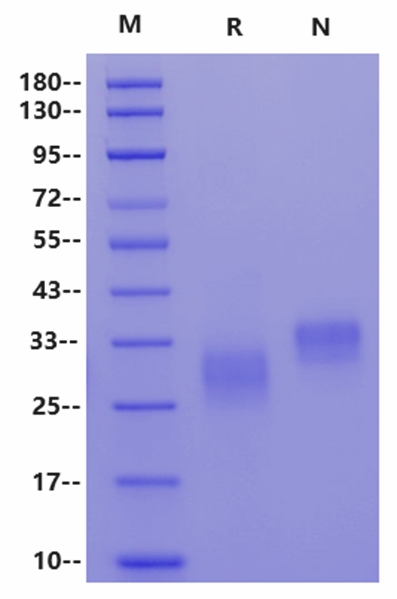 CD40 His Tag Protein, Human