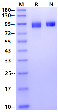 CD10/Neprilysin/MME His Tag Protein, Cynomolgus/Rhesus Macaque