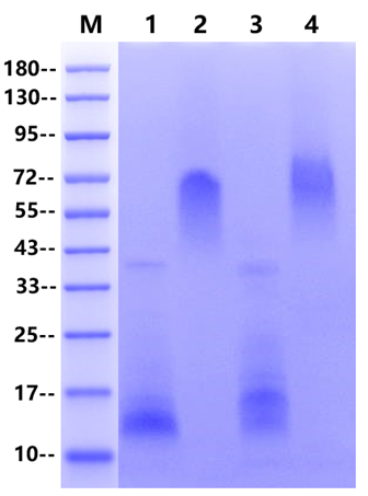 Proteinase K