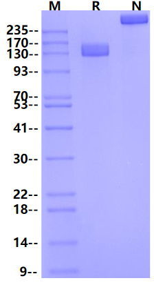 VEGF R2/Flk-1/KDR Fc Chimera Protein, Mouse