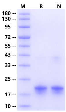 Myoglobin His Tag Protein, Human