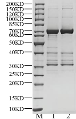 MAP2K4 Protein, Human