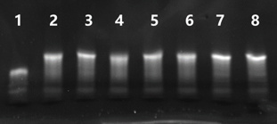 DNA Polymerase I Large (Klenow) Fragment