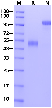 CD300a/LMIR1 Fc Chimera Protein, Human