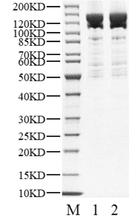Biotinylated p85/p110(E545K) Protein, Human