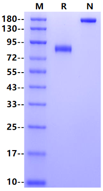 IL-1RAcP/IL-1R3 Fc Chimera protein, Cynomolgus/Rhesus macaque