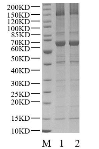 USP32 Protein