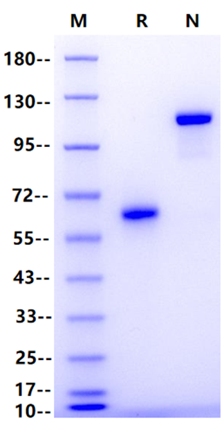 Ephrin B3 Fc Chimera Protein, Human