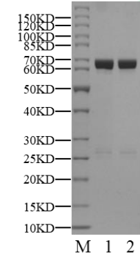 P38γ GST Tag Protein, Human