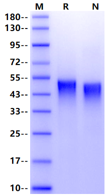Biotinylated OX40/TNFRSF4/CD134 His&Avi Tag Protein, Mouse