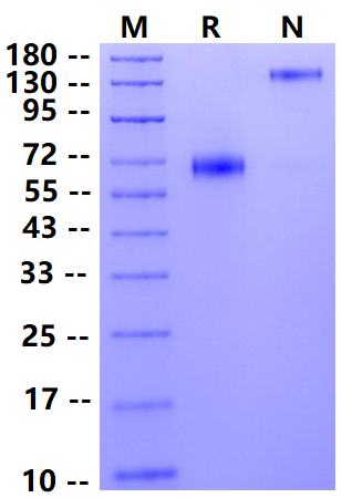 Biotinylated KIR2DL5/CD158f Fc&Avi Tag Protein, Human