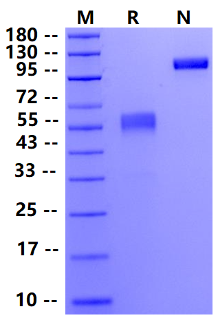 Biotinylated CD79B Fc&Avi Tag Protein, Human