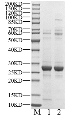 DCK Protein, Human