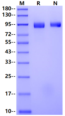 CD10/Neprilysin/MME His Tag Protein, Mouse