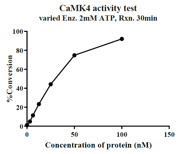 CaMK4 GST Tag Protein, Human
